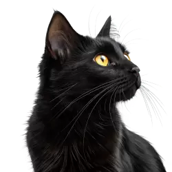 Imagen PNG para descargar